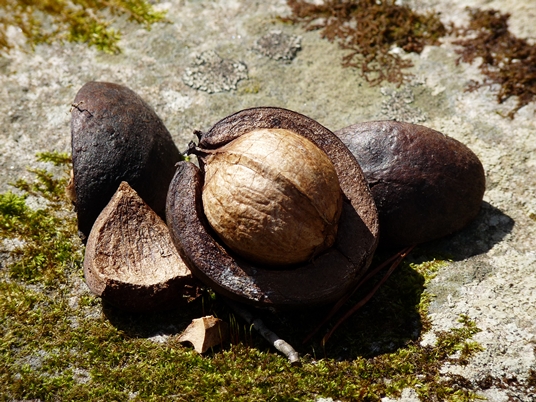 {Carya tomentosa}